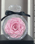 Natural Eternal Flower Ornaments Transparent Cover Dried Rose Gift Box For Christmas New Year Valentine's Day Home Decor